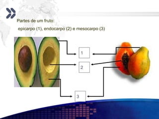 Partes de um fruto:
epicarpo (1), endocarpo (2) e mesocarpo (3)
1
2
3
 