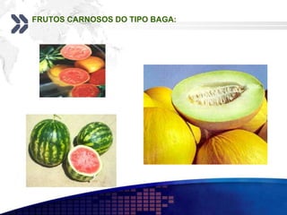 FRUTOS CARNOSOS DO TIPO BAGA:
 
