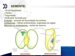 - Óvulo fecundado
- Partes:
*Tegumento
*Amêndoa: formada por:
Embrião – produto da fecundação da oosfera.
Cotilédones – folhas embrionárias, originadas do zigoto
Albúmen ou endosperma – tecido de reserva
SEMENTE:
 
