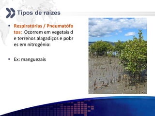 Tipos de raízes
 Respiratórias / Pneumatófo
tos: Ocorrem em vegetais d
e terrenos alagadiços e pobr
es em nitrogênio:
 Ex: manguezais
 
