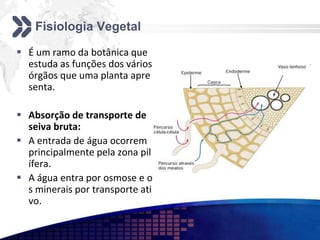 Fisiologia Vegetal
 É um ramo da botânica que
estuda as funções dos vários
órgãos que uma planta apre
senta.
 Absorção de transporte de
seiva bruta:
 A entrada de água ocorrem
principalmente pela zona pil
ífera.
 A água entra por osmose e o
s minerais por transporte ati
vo.
 