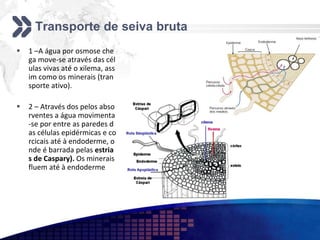 Transporte de seiva bruta
 1 –A água por osmose che
ga move-se através das cél
ulas vivas até o xilema, ass
im como os minerais (tran
sporte ativo).
 2 – Através dos pelos abso
rventes a água movimenta
-se por entre as paredes d
as células epidérmicas e co
rcicais até à endoderme, o
nde é barrada pelas estria
s de Caspary). Os minerais
fluem até à endoderme
 