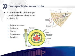 Transporte de seiva bruta
 A seqüência do caminho per
corrido pela seiva bruta até
o xilema é:
 Pelos absorventes
 Epiderme
 Córtex
 Endoderme
 Periciclo.
 