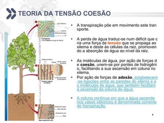 TEORIA DA TENSÃO COESÃO
 A transpiração põe em movimento este tran
sporte.
 A perda de água traduz-se num déficit que c
ria uma força de tensão que se propaga ao
xilema e deste às células da raiz, promoven
do a absorção de água ao nível da raiz.
 As moléculas de água, por ação de forças d
e coesão, unem-se por pontes de hidrogêni
o, facilitando a sua ascensão em coluna no
xilema.
 Por ação de forças de adesão, estabelecem
-se ligações entre as paredes do xilema e a
s moléculas de água, que também facilitam
a ascensão da coluna de água.
 A coluna contínua em que a água ascende
nos vasos xilémicos é denominada corrente
de transpiração.

 