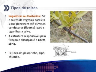 Tipos de raízes
 Sugadoras ou Hastórios: Sã
o raízes de vegetais parasita
s que penetram até os vasos
condutores (floema) para s
ugar-lhes a seiva.
 A estrutura responsável pela
fixação e absorção é o apres
sório.
 Ex:Erva-de-passarinho, cipó-
chumbo.
 