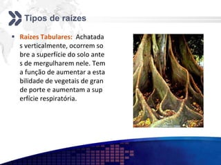 Tipos de raízes
 Raízes Tabulares: Achatada
s verticalmente, ocorrem so
bre a superfície do solo ante
s de mergulharem nele. Tem
a função de aumentar a esta
bilidade de vegetais de gran
de porte e aumentam a sup
erfície respiratória.
 