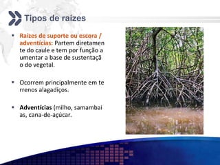 Tipos de raízes
 Raízes de suporte ou escora /
adventícias: Partem diretamen
te do caule e tem por função a
umentar a base de sustentaçã
o do vegetal.
 Ocorrem principalmente em te
rrenos alagadiços.
 Adventícias (milho, samambai
as, cana-de-açúcar.
 