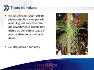 Tipos de raízes
 Raízes Aéreas: Ocorrem em
plantas epífitas, sem parasit
á-las. Algumas apresentam
um revestimento chamado v
elame ou vel, com a capacid
ade de absorver a umidade
do ar.
 Ex: Orquídeas e sumarés.
 