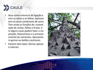 CAULE
 Atua como estrutura de ligação e
ntre as raízes e as folhas. Apresen
tam os vasos condutores de seiva.
Tem ainda as funções de: sustent
ação de ramos, folhas e frutos. E
m alguns casos podem fazer a res
piração, fotossíntese e o armazen
amento de nutrientes. Apresenta
m gemas ou botões caulinares.
 Existem dois tipos: Gemas apicais
e Laterais:
 