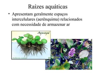Raízes aquáticas
• Apresentam geralmente espaços
  intercelulares (aerênquima) relacionados
  com necessidade de armazenar ar
 