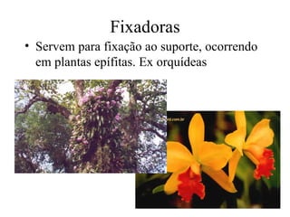 Fixadoras
• Servem para fixação ao suporte, ocorrendo
  em plantas epífitas. Ex orquídeas
 