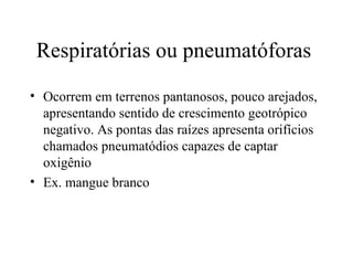 Respiratórias ou pneumatóforas
• Ocorrem em terrenos pantanosos, pouco arejados,
  apresentando sentido de crescimento geotrópico
  negativo. As pontas das raízes apresenta orifícios
  chamados pneumatódios capazes de captar
  oxigênio
• Ex. mangue branco
 