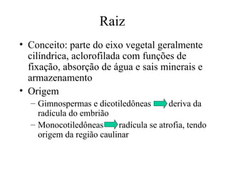 Raiz
• Conceito: parte do eixo vegetal geralmente
  cilíndrica, aclorofilada com funções de
  fixação, absorção de água e sais minerais e
  armazenamento
• Origem
  – Gimnospermas e dicotiledôneas        deriva da
    radícula do embrião
  – Monocotiledôneas      radícula se atrofia, tendo
    origem da região caulinar
 