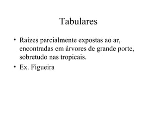 Tabulares
• Raízes parcialmente expostas ao ar,
  encontradas em árvores de grande porte,
  sobretudo nas tropicais.
• Ex. Figueira
 