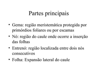 Partes principais
• Gema: região meristemática protegida por
  primórdios foliares ou por escamas
• Nó: região do caule onde ocorre a inserção
  das folhas
• Entrenó: região localizada entre dois nós
  consecutivos
• Folha: Expansão lateral do caule
 