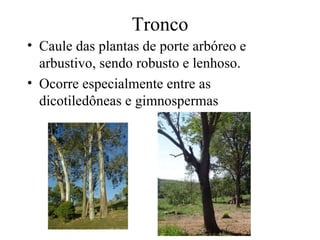 Tronco
• Caule das plantas de porte arbóreo e
  arbustivo, sendo robusto e lenhoso.
• Ocorre especialmente entre as
  dicotiledôneas e gimnospermas
 