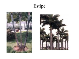 Estipe
 