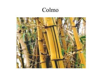 Colmo
 
