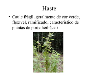 Haste
• Caule frágil, geralmente de cor verde,
  flexível, ramificado, característico de
  plantas de porte herbáceo
 