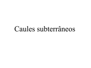 Caules subterrâneos
 