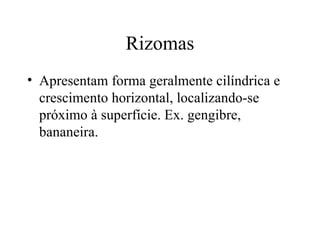 Rizomas
• Apresentam forma geralmente cilíndrica e
  crescimento horizontal, localizando-se
  próximo à superfície. Ex. gengibre,
  bananeira.
 