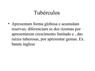 Tubérculos
• Apresentam forma globosa e acumulam
  reservas; diferenciam se dos rizomas por
  apresentarem crescimento limitado e , das
  raízes tuberosas, por apresentar gemas. Ex.
  batata inglesa
 
