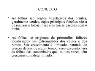 CONCEITO

• As folhas são órgãos vegetativos das plantas,
  geralmente verdes, cujas principais funções são a
  de realizar a fotossíntese e as trocas gasosas com o
  meio.

• As folhas se originam de primórdios foliares
  localizaados nas extremidades dos caules e dos
  ramos. Seu crescimento é limitado, parando de
  crescer depois de algum tempo, com excessão para
  as folhas das samambaias que, muitas vezes, têm
  crescimento indeterminado.
 