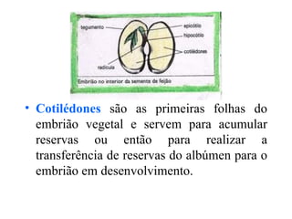 • Cotilédones são as primeiras folhas do
  embrião vegetal e servem para acumular
  reservas ou então para realizar a
  transferência de reservas do albúmen para o
  embrião em desenvolvimento.
 