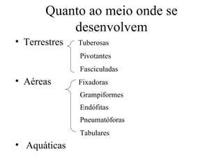 Quanto ao meio onde se
           desenvolvem
• Terrestres   Tuberosas
               Pivotantes
               Fasciculadas
• Aéreas       Fixadoras
               Grampiformes
               Endófitas
               Pneumatóforas
               Tabulares
• Aquáticas
 