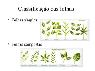 Classificação das folhas
• Folhas simples




• Folhas compostas
 