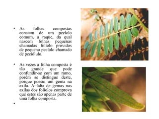 • As      folhas   compostas
  constam de um pecíolo
  comum, a raque, da qual
  nascem folhas pequenas
  chamadas folíolo providos
  de pequeno pecíolo chamado
  de peciólulo.

• As vezes a folha composta é
  tão grande que pode
  confundir-se com um ramo,
  porém se distingue deste,
  porque possui um gema na
  axila. A falta de gemas nas
  axilas dos folíolos comprova
  que estes são apenas parte de
  uma folha composta.
•
 