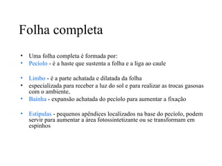 Folha completa
•   Uma folha completa é formada por:
•   Pecíolo - é a haste que sustenta a folha e a liga ao caule

•   Limbo - é a parte achatada e dilatada da folha
•   especializada para receber a luz do sol e para realizar as trocas gasosas
    com o ambiente,
•   Baínha - expansão achatada do pecíolo para aumentar a fixação

•   Estípulas - pequenos apêndices localizados na base do pecíolo, podem
    servir para aumentar a área fotossintetizante ou se transformam em
    espinhos
 