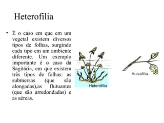 Heterofilia
• É o caso em que em um
  vegetal existem diversos
  tipos de folhas, surgindo
  cada tipo em um ambiente
  diferente. Um exemplo
  importante é o caso da
  Sagitária, em que existem
  três tipos de folhas: as
  submersas     (que     são
  alongadas),as flutuantes
  (que são arredondadas) e
  as aéreas.
 