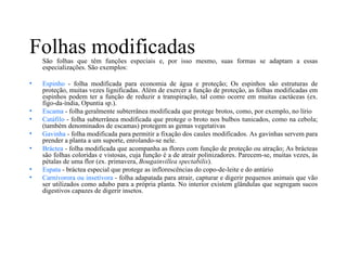 Folhas modificadas
    São folhas que têm funções especiais e, por isso mesmo, suas formas se adaptam a essas
    especializações. São exemplos:

•   Espinho - folha modificada para economia de água e proteção; Os espinhos são estruturas de
    proteção, muitas vezes lignificadas. Além de exercer a função de proteção, as folhas modificadas em
    espinhos podem ter a função de reduzir a transpiração, tal como ocorre em muitas cactáceas (ex.
    figo-da-índia, Opuntia sp.).
•   Escama - folha geralmente subterrânea modificada que protege brotos, como, por exemplo, no lírio
•   Catáfilo - folha subterrânea modificada que protege o broto nos bulbos tunicados, como na cebola;
    (também denominados de escamas) protegem as gemas vegetativas
•   Gavinha - folha modificada para permitir a fixação dos caules modificados. As gavinhas servem para
    prender a planta a um suporte, enrolando-se nele.
•   Bráctea - folha modificada que acompanha as flores com função de proteção ou atração; As brácteas
    são folhas coloridas e vistosas, cuja função é a de atrair polinizadores. Parecem-se, muitas vezes, às
    pétalas de uma flor (ex. primavera, Bougainvillea spectabilis).
•   Espata - bráctea especial que protege as inflorescências do copo-de-leite e do antúrio
•   Carnívorora ou insetívora - folha adapatada para atrair, capturar e digerir pequenos animais que vão
    ser utilizados como adubo para a própria planta. No interior existem glândulas que segregam sucos
    digestivos capazes de digerir insetos.
 