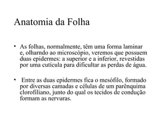 Anatomia da Folha

• As folhas, normalmente, têm uma forma laminar
  e, olharndo ao microscópio, veremos que possuem
  duas epidermes: a superior e a inferior, revestidas
  por uma cutícula para dificultar as perdas de água.

• Entre as duas epidermes fica o mesófilo, formado
  por diversas camadas e células de um parênquima
  clorofiliano, junto do qual os tecidos de condução
  formam as nervuras.
 