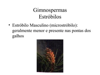 Gimnospermas
               Estróbilos
• Estróbilo Masculino (microstróbilo):
  geralmente menor e presente nas pontas dos
  galhos
 