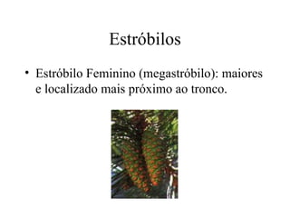 Estróbilos
• Estróbilo Feminino (megastróbilo): maiores
  e localizado mais próximo ao tronco.
 