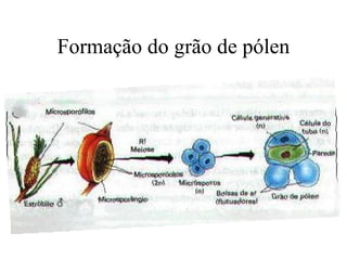 Formação do grão de pólen
 