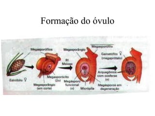 Formação do óvulo
 