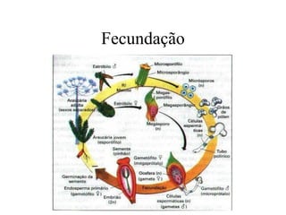 Fecundação
 