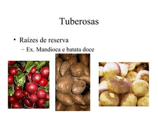 Tuberosas
• Raízes de reserva
  – Ex. Mandioca e batata doce
 