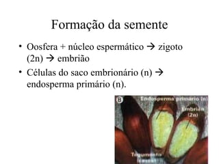 Formação da semente
• Oosfera + núcleo espermático  zigoto
  (2n)  embrião
• Células do saco embrionário (n) 
  endosperma primário (n).
 