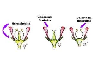 Unissexual   Unissexual
                feminina    masculina
Hermafrodita
 