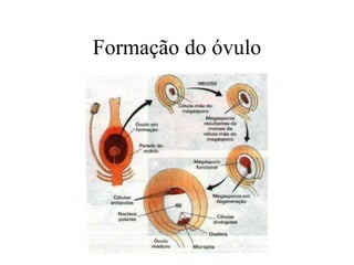 Formação do óvulo
 