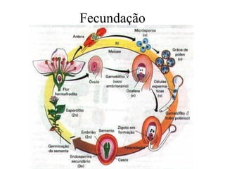 Fecundação
 