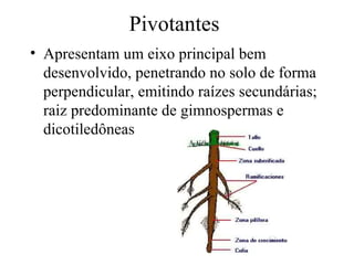 Pivotantes
• Apresentam um eixo principal bem
  desenvolvido, penetrando no solo de forma
  perpendicular, emitindo raízes secundárias;
  raiz predominante de gimnospermas e
  dicotiledôneas
 