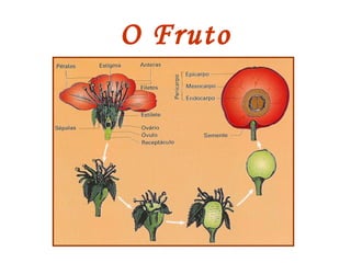 O Fruto
 