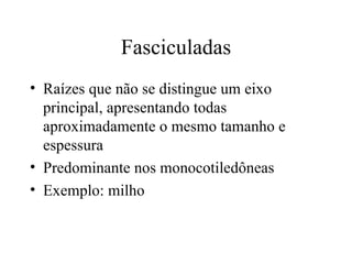 Fasciculadas
• Raízes que não se distingue um eixo
  principal, apresentando todas
  aproximadamente o mesmo tamanho e
  espessura
• Predominante nos monocotiledôneas
• Exemplo: milho
 
