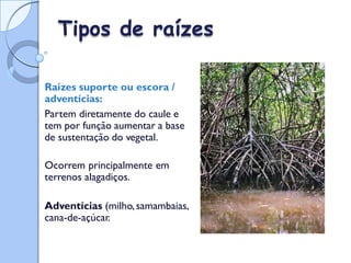 Tipos de raízes
Raízes suporte ou escora /
adventícias:
Partem diretamente do caule e
tem por função aumentar a base
de sustentação do vegetal.
Ocorrem principalmente em
terrenos alagadiços.
Adventícias (milho,samambaias,
cana-de-açúcar.
 