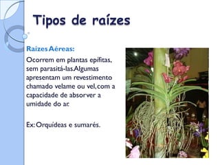 Tipos de raízes
RaízesAéreas:
Ocorrem em plantas epífitas,
sem parasitá-las.Algumas
apresentam um revestimento
chamado velame ou vel,com a
capacidade de absorver a
umidade do ar
.
Ex:Orquídeas e sumarés.
 